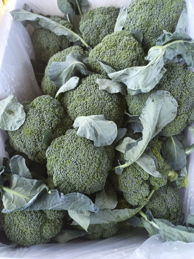 山东精品西兰花，大量上市，货源充足，支持各种包装诚信合作