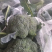 山东精品西兰花，大量上市，货源充足，支持各种包装诚信合作