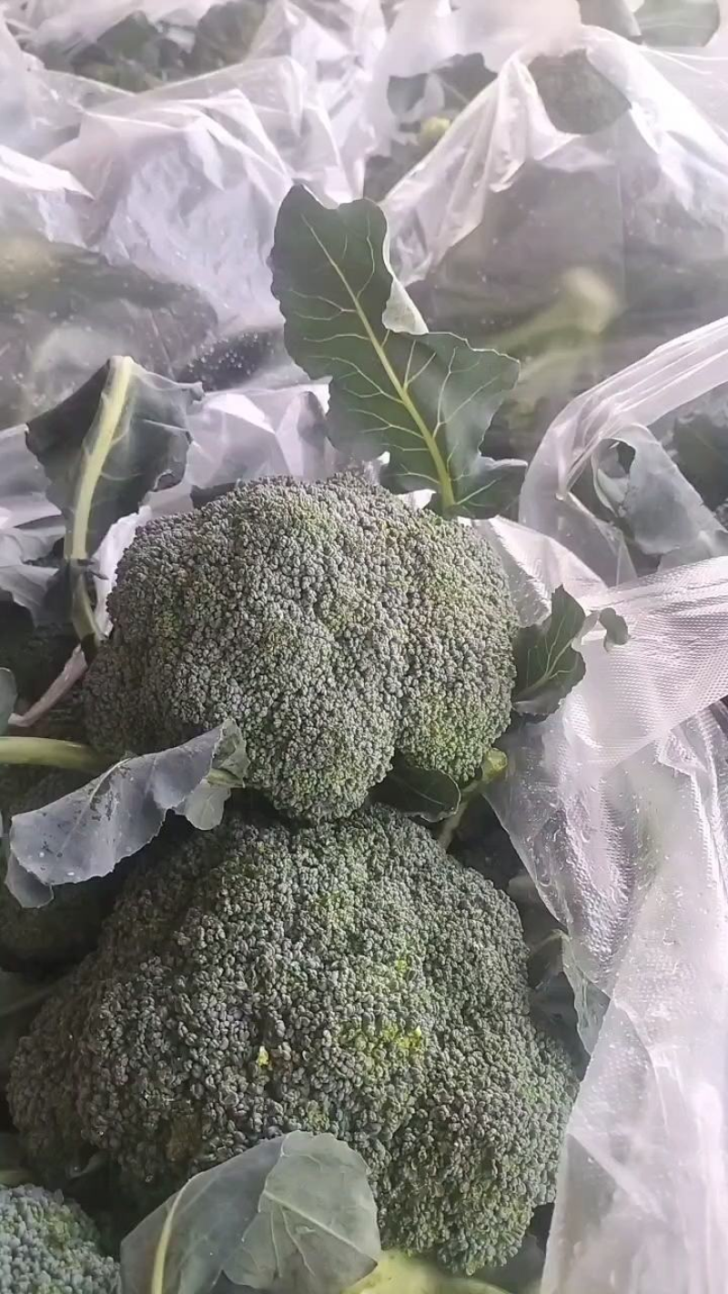 山东精品西兰花，大量上市，货源充足，支持各种包装诚信合作