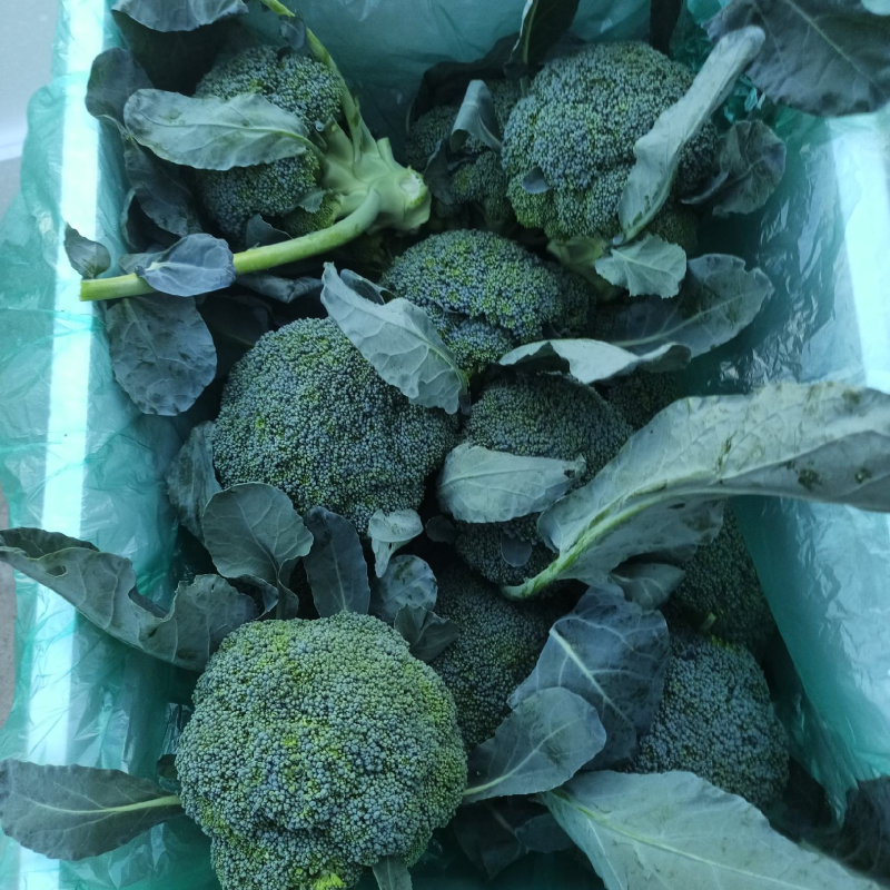 山东精品西兰花，大量上市，货源充足，支持各种包装诚信合作
