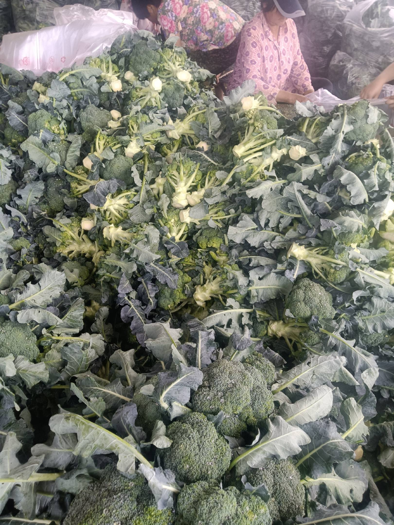 山东精品西兰花，大量上市，货源充足，支持各种包装诚信合作