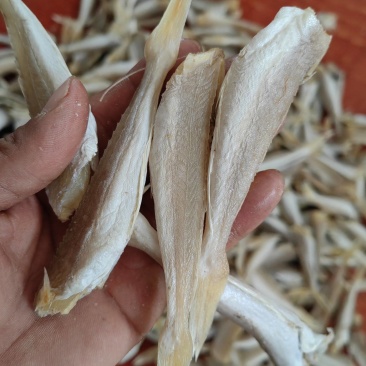 角条山东红娘鱼咸鱼干