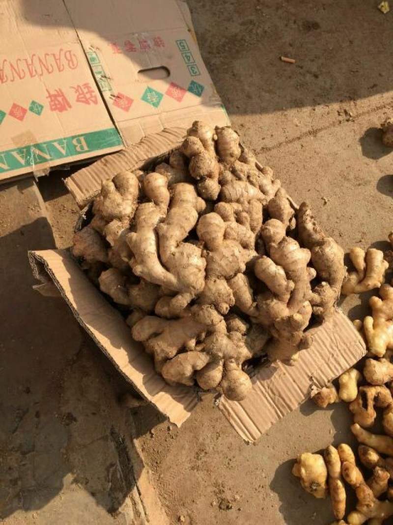 精品大姜，产地直发，万亩基地，供应全国，一条龙服务