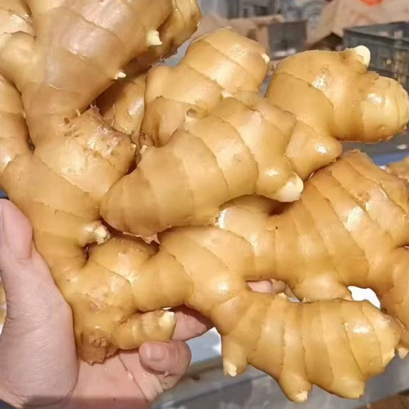 精品大姜，产地直发，万亩基地，供应全国，一条龙服务
