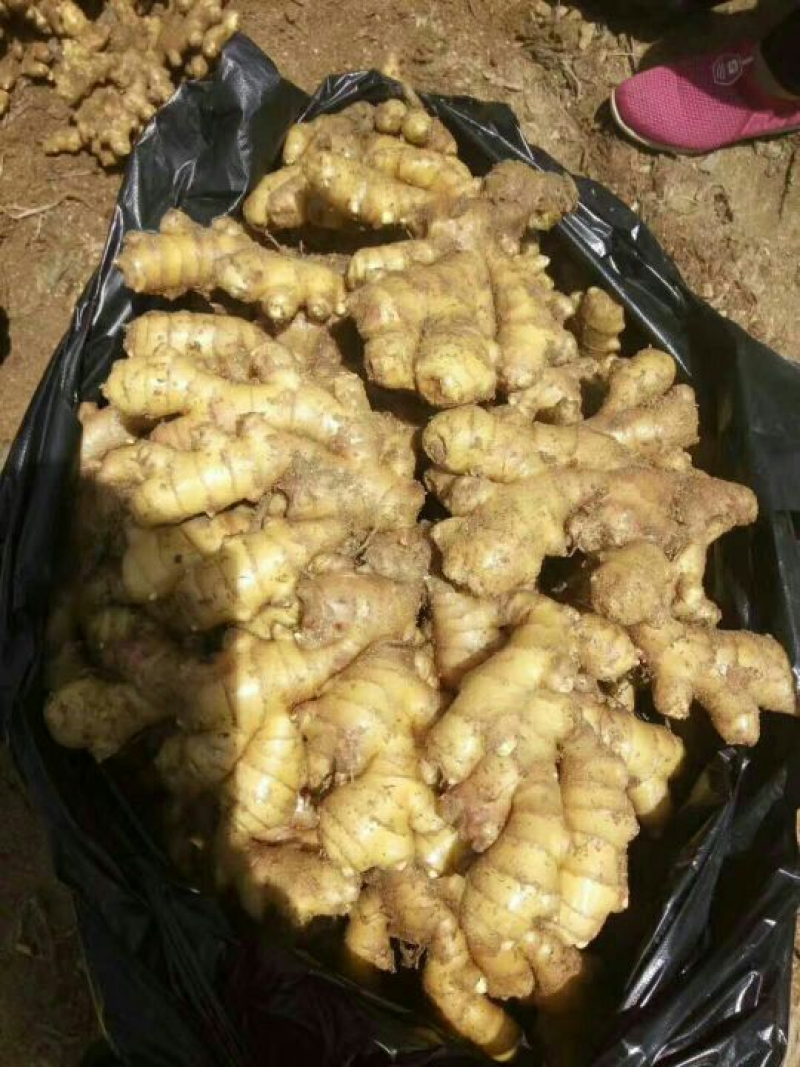 精品大姜，产地直发，万亩基地，供应全国，一条龙服务