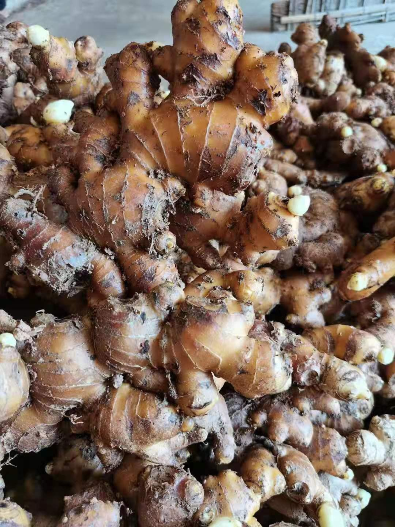 精品大姜，产地直发，万亩基地，供应全国，一条龙服务