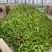 鲜辣椒冷棚种植河南安阳牛角椒基地直发质量保证全国发货