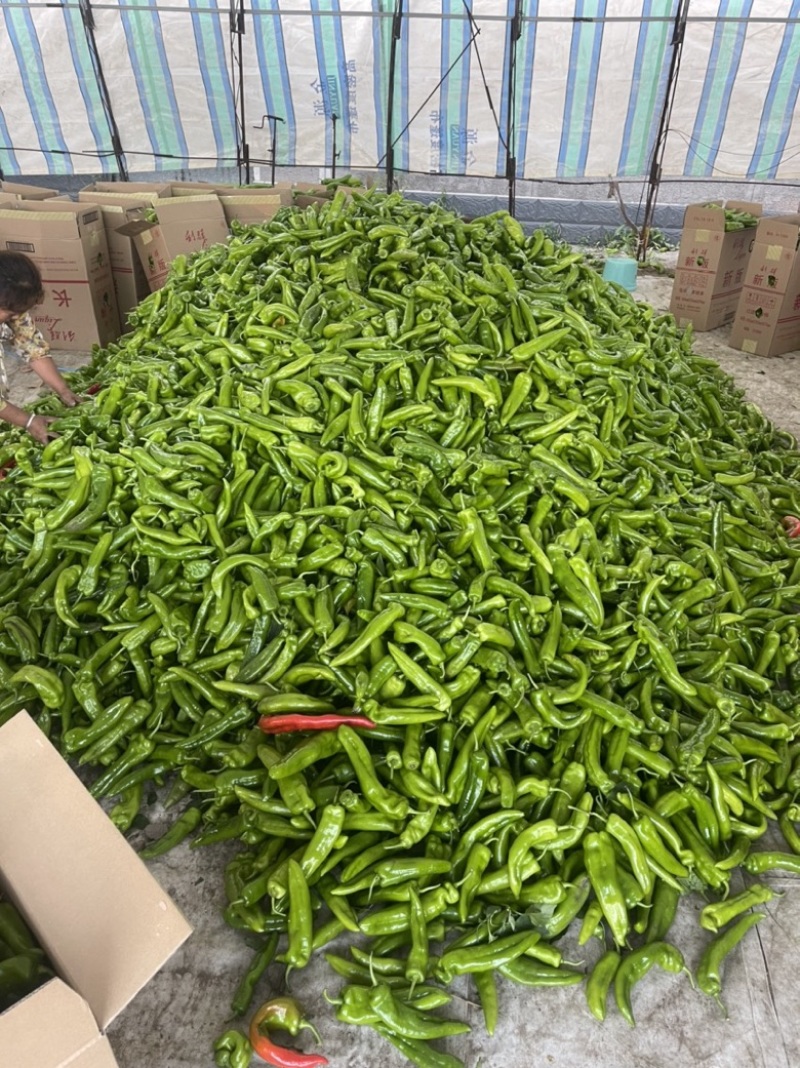 鲜辣椒冷棚种植河南安阳牛角椒基地直发质量保证全国发货