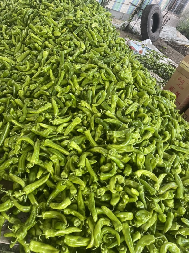 鲜辣椒冷棚种植河南安阳牛角椒基地直发质量保证全国发货