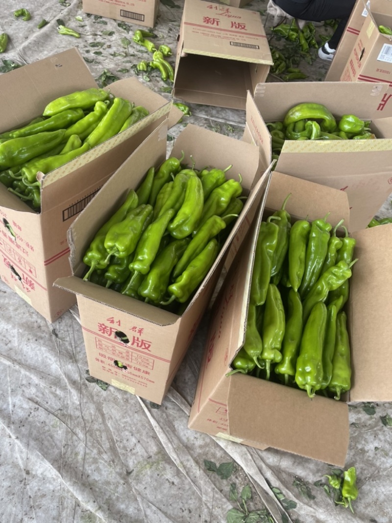 鲜辣椒冷棚种植河南安阳牛角椒基地直发质量保证全国发货