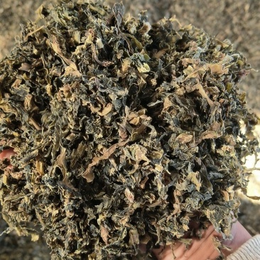 精品梅干菜货源充足量大从优质量保证欢迎咨询