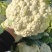河南开封通许有机花菜小米粒，松花菜，青梗白面