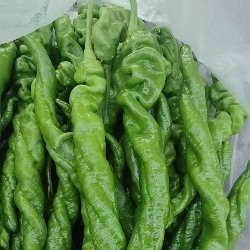 陇椒螺丝椒大量上市中龚垒代收货代发货电商货对接各大平台