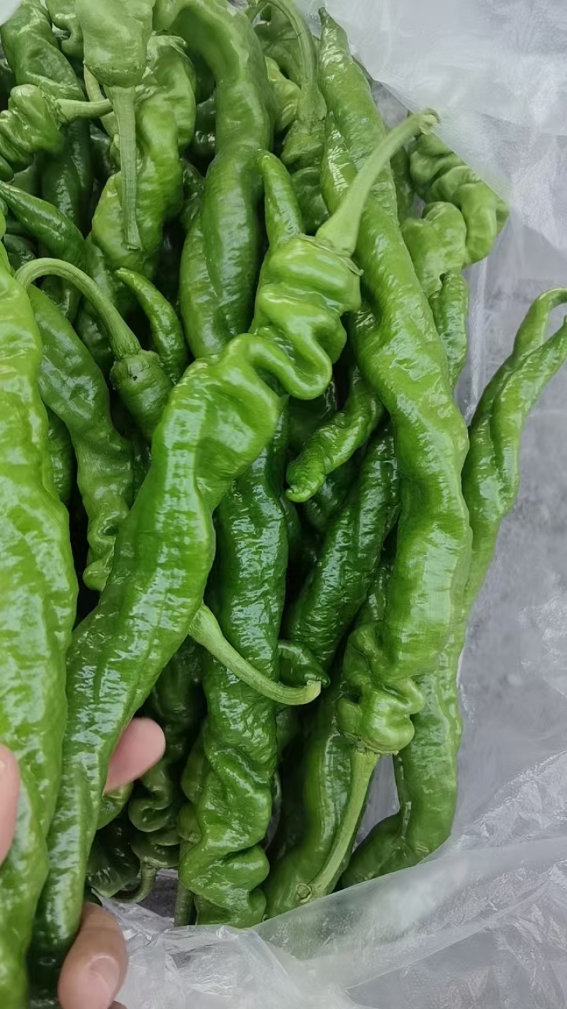 陇椒螺丝椒大量上市中龚垒代收货代发货电商货对接各大平台