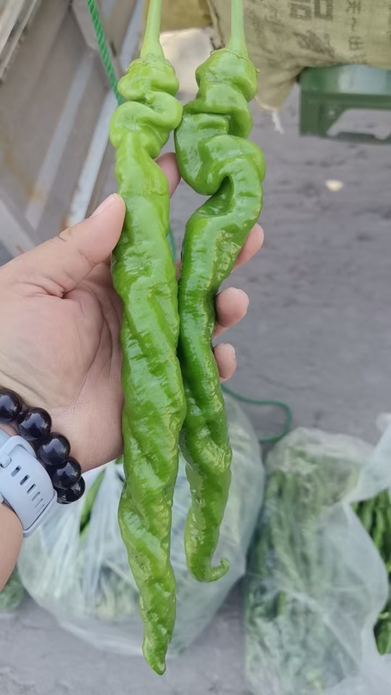 陇椒螺丝椒大量上市中龚垒代收货代发货电商货对接各大平台