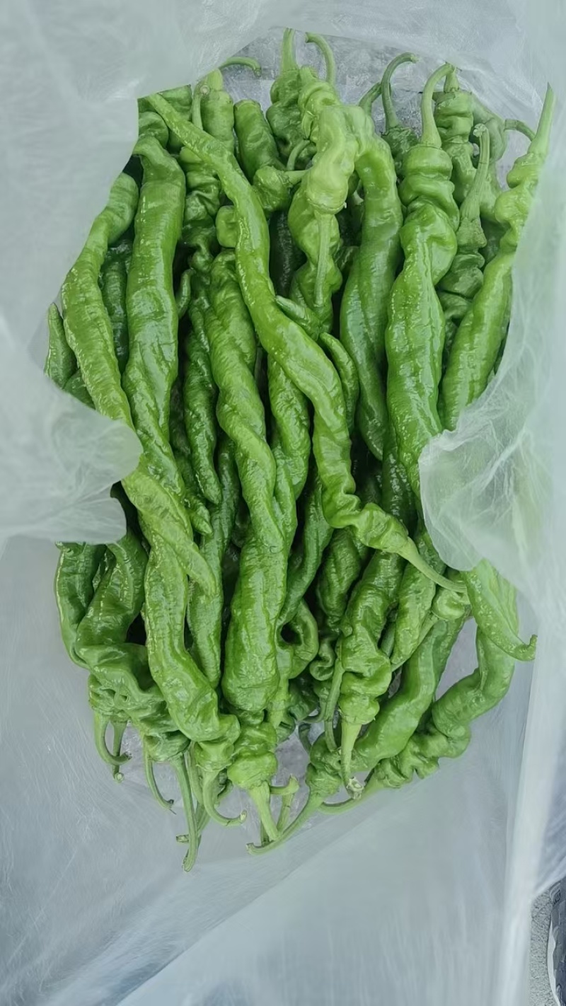 陇椒螺丝椒大量上市中龚垒代收货代发货电商货对接各大平台