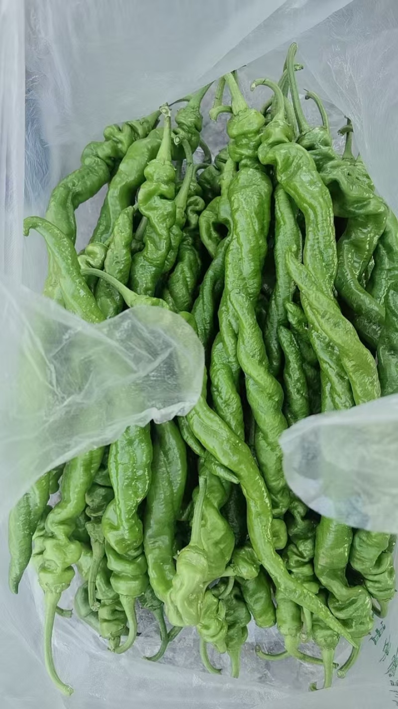 陇椒螺丝椒大量上市中龚垒代收货代发货电商货对接各大平台