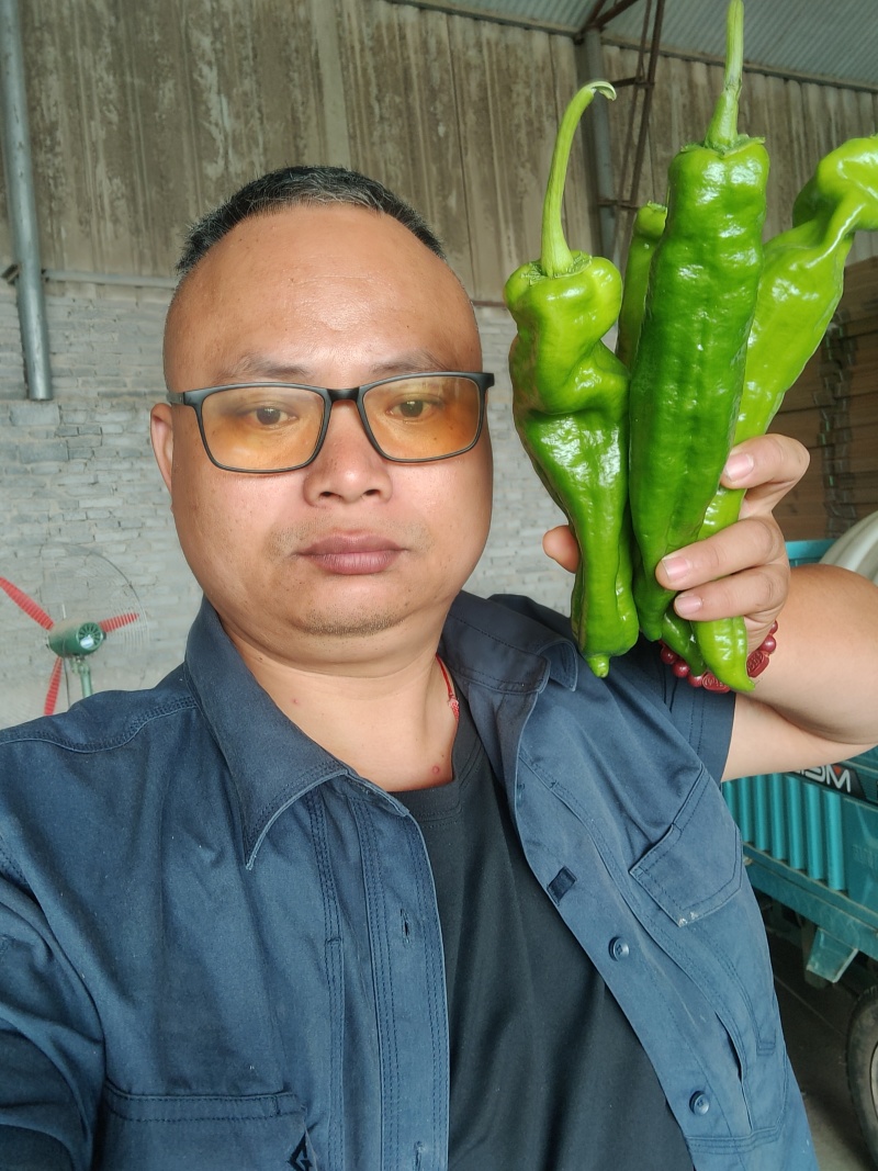 陇椒螺丝椒大量上市中龚垒代收货代发货电商货对接各大平台