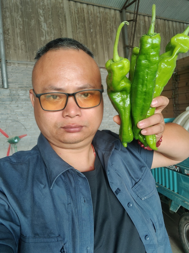 陇椒螺丝椒大量上市中龚垒代收货代发货电商货对接各大平台