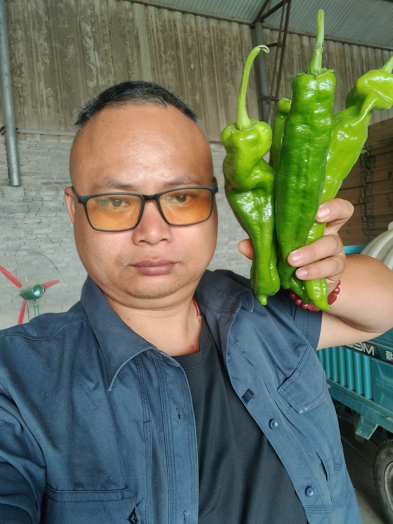 陇椒螺丝椒大量上市中龚垒代收货代发货电商货对接各大平台