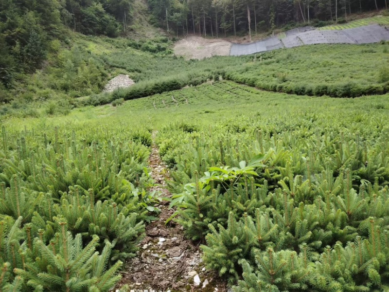 云杉苗，产地直发，各种规格齐全，欢迎全国各地朋友采购