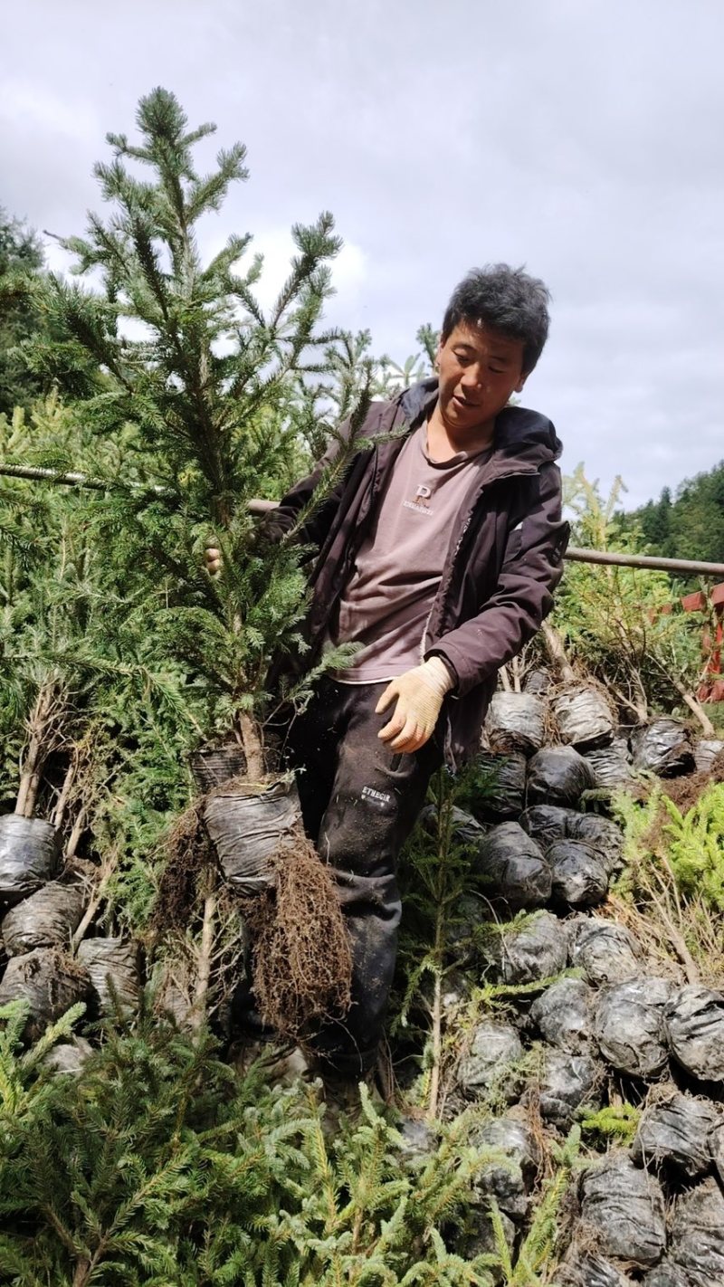 云杉苗，产地直发，各种规格齐全，欢迎全国各地朋友采购