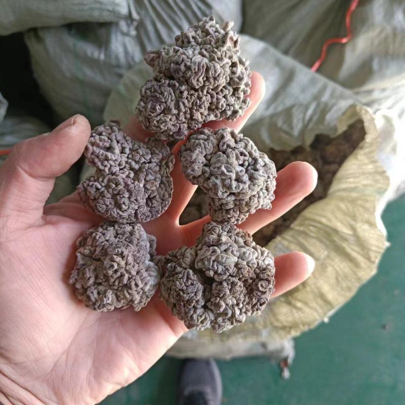 干货核桃菌，精选大货核桃菌，产地直销分级核桃菌