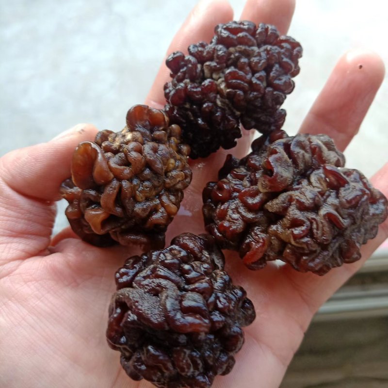 干货核桃菌，精选大货核桃菌，产地直销分级核桃菌