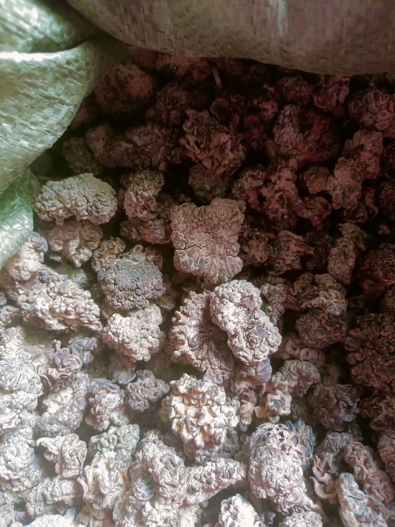 干货核桃菌，精选大货核桃菌，产地直销分级核桃菌
