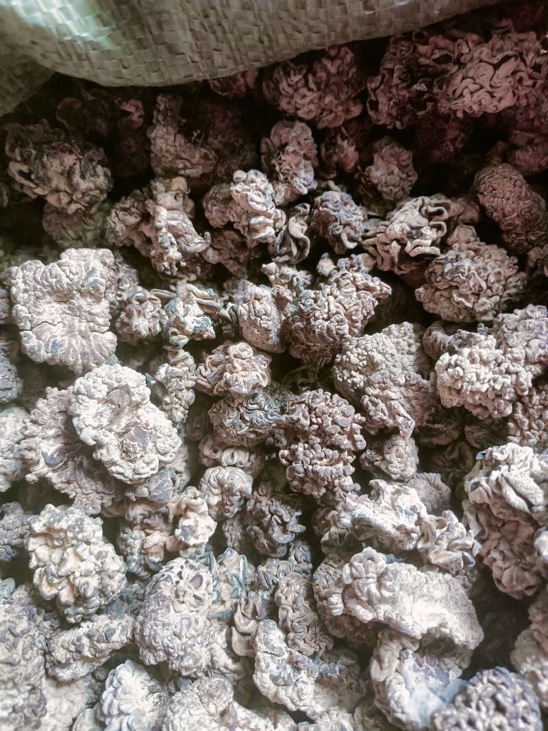 干货核桃菌，精选大货核桃菌，产地直销分级核桃菌