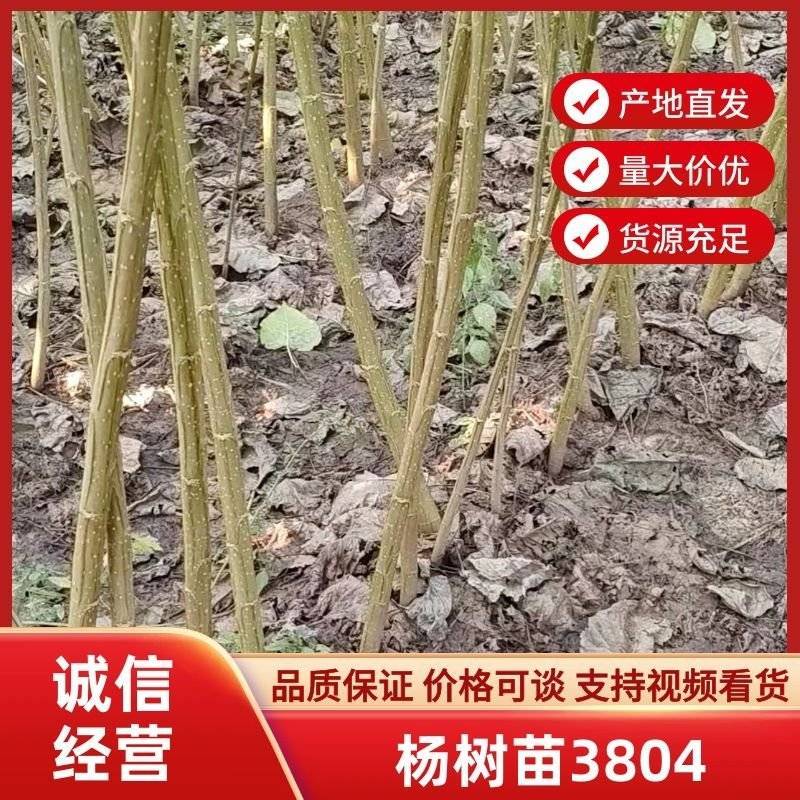 无絮速生南林3412、南林3804杨树苗