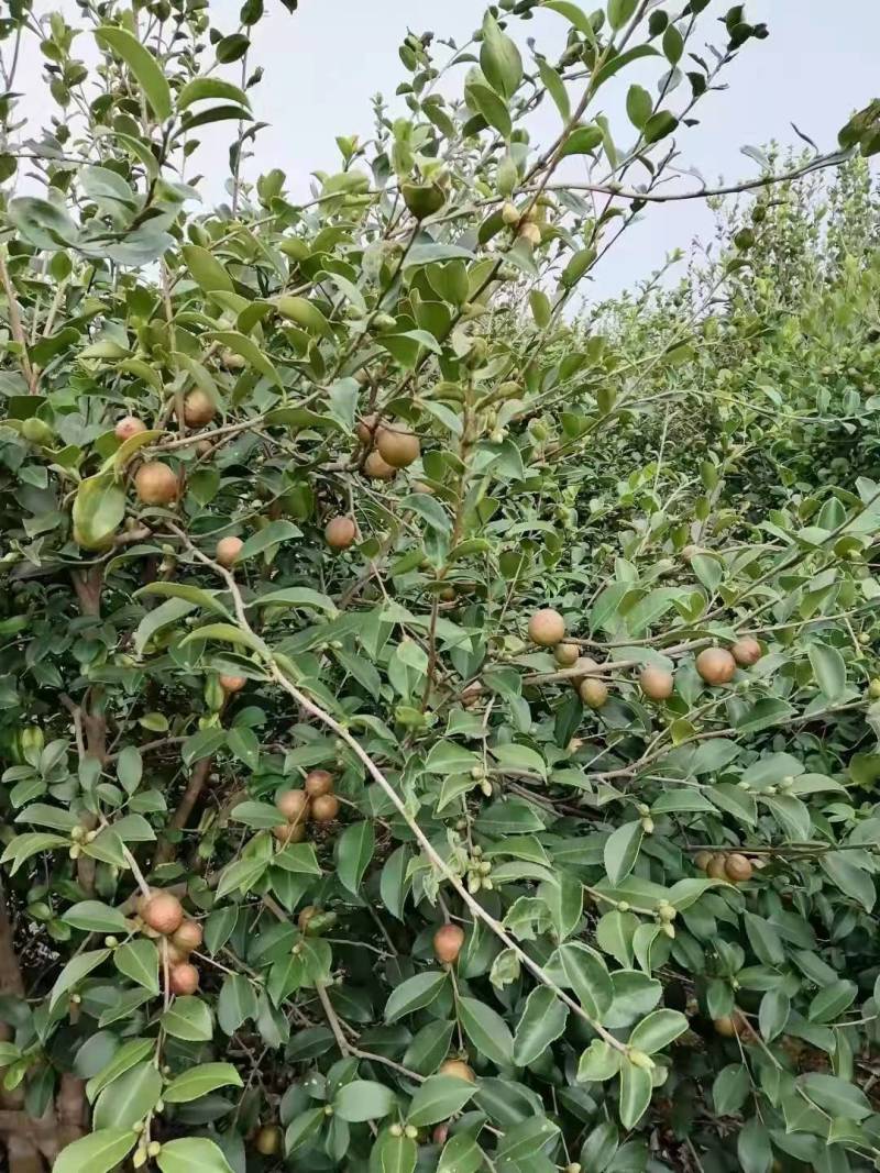 山茶籽