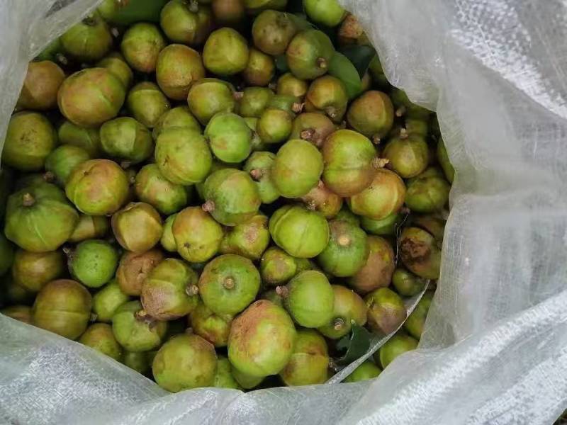 山茶籽