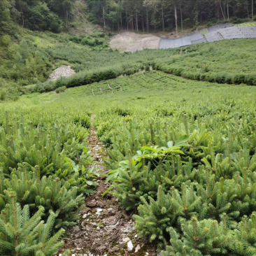 云杉苗，苗木基地直发货源，各种规格都有量大从优