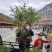 云杉苗，苗木基地直发货源，各种规格都有量大从优