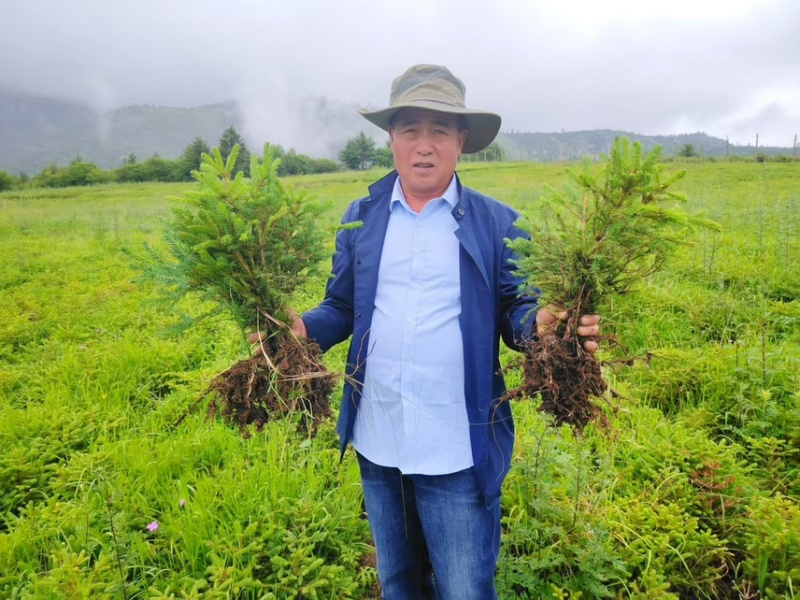 云杉苗，苗木基地直发货源，各种规格都有量大从优