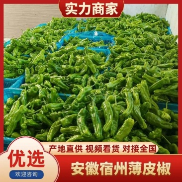 安徽鲜辣椒薄皮椒苏椒芜湖椒对接电商市场超市