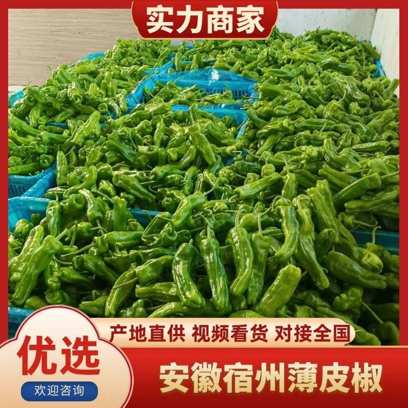 安徽鲜辣椒薄皮椒苏椒芜湖椒对接电商市场超市