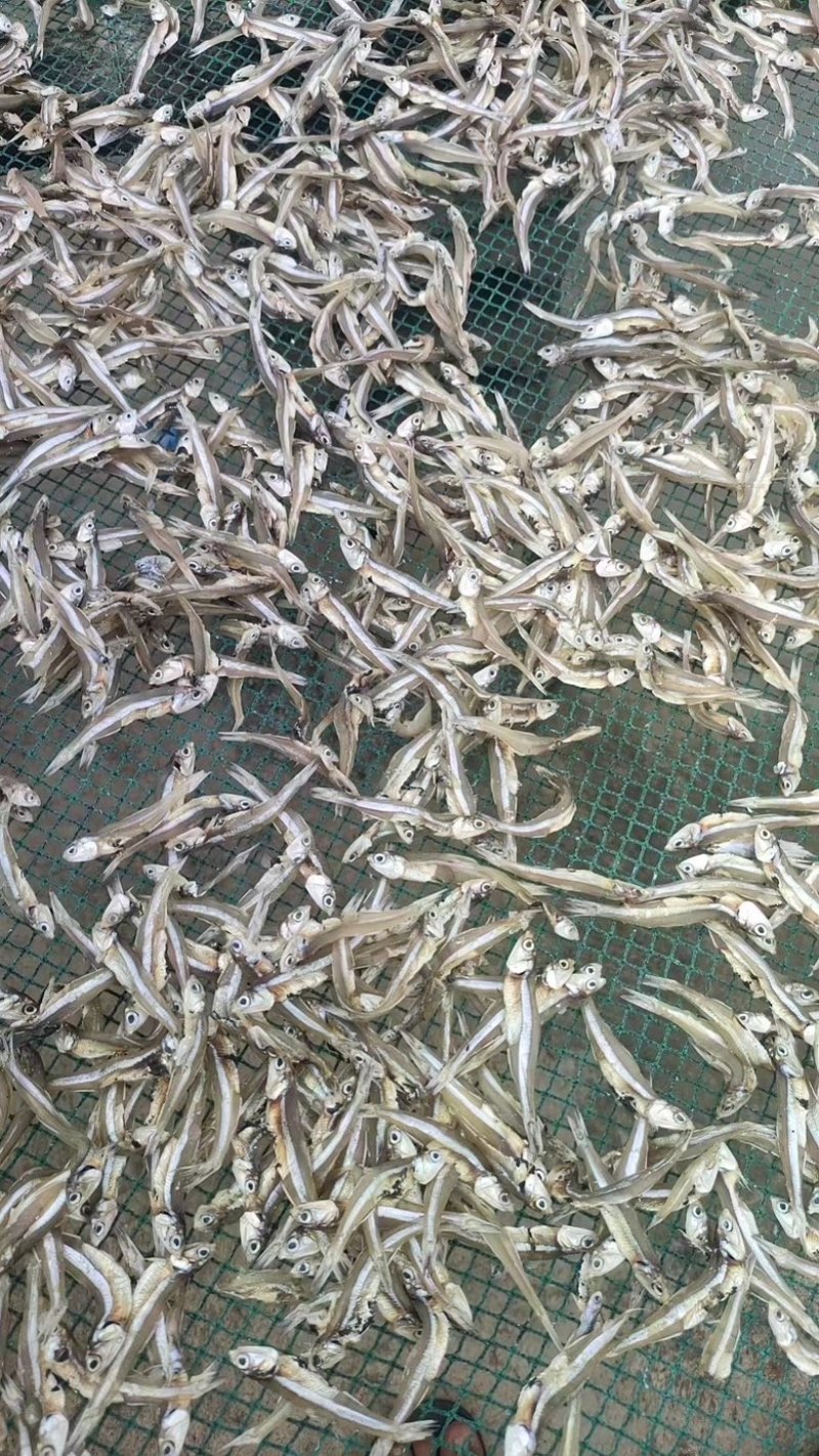 淡干小鱼干纯淡不咸展会地摊跑江湖小鱼干
