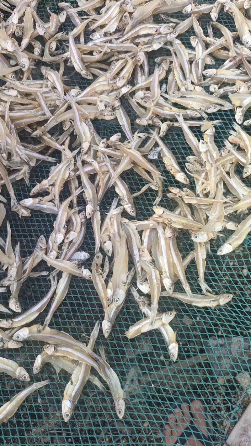 淡干小鱼干纯淡不咸展会地摊跑江湖小鱼干