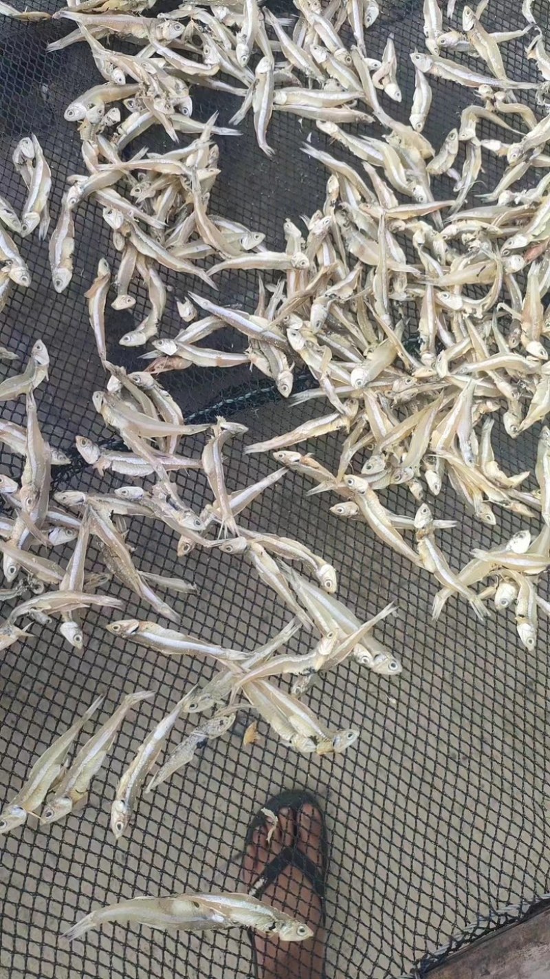 淡干小鱼干纯淡不咸展会地摊跑江湖小鱼干