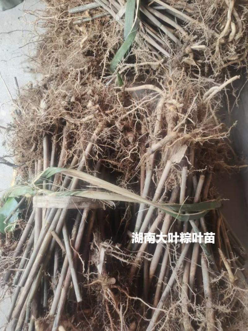粽叶苗粽子用叶片粽粑竹种苗老品种苗大叶粽子苗