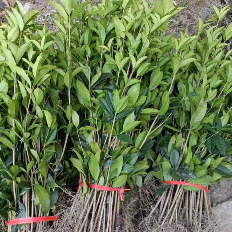 桂花苗量大质优价格优惠一手货源欢迎各大老板采购咨询