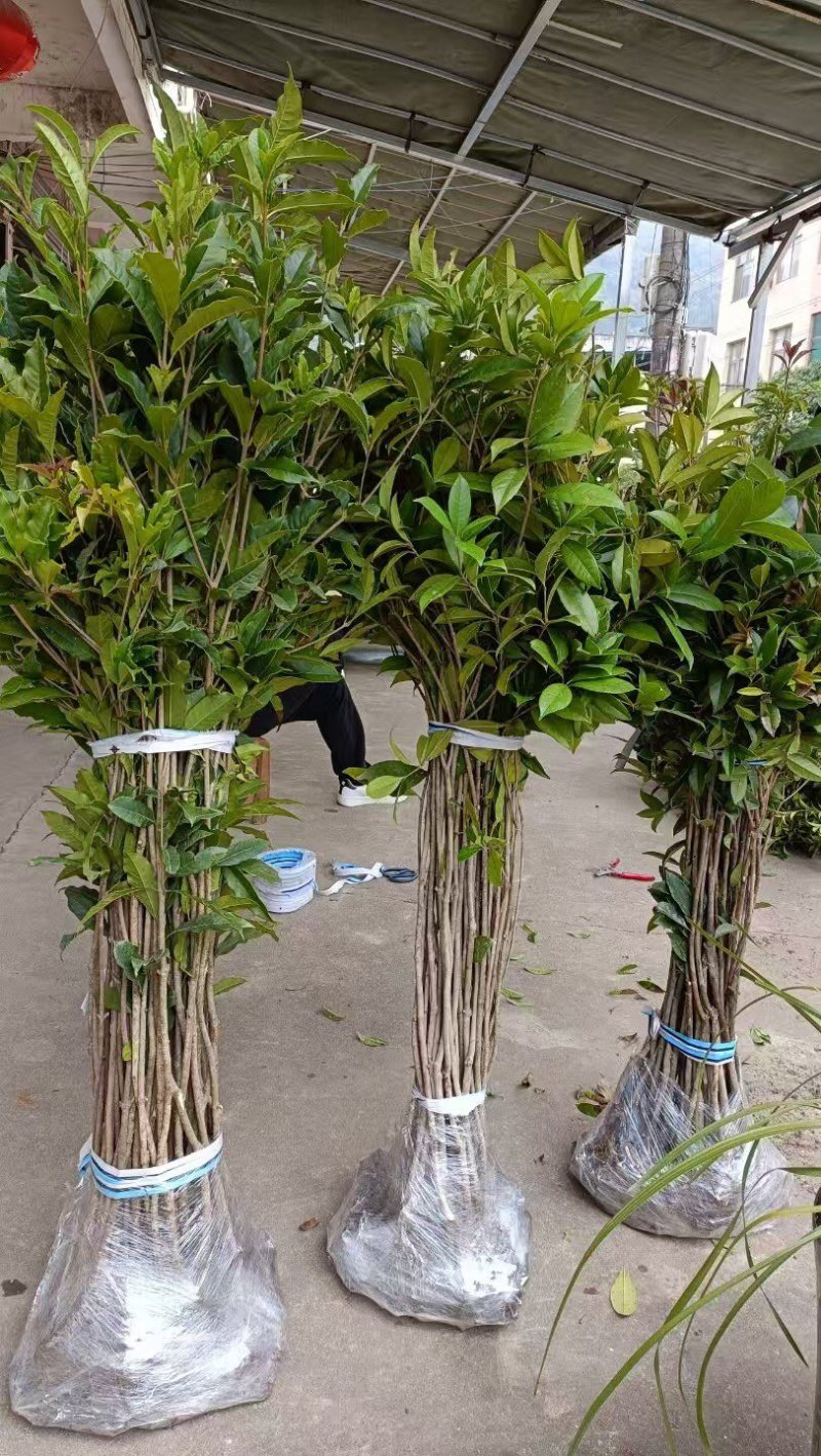 桂花苗量大质优价格优惠一手货源欢迎各大老板采购咨询