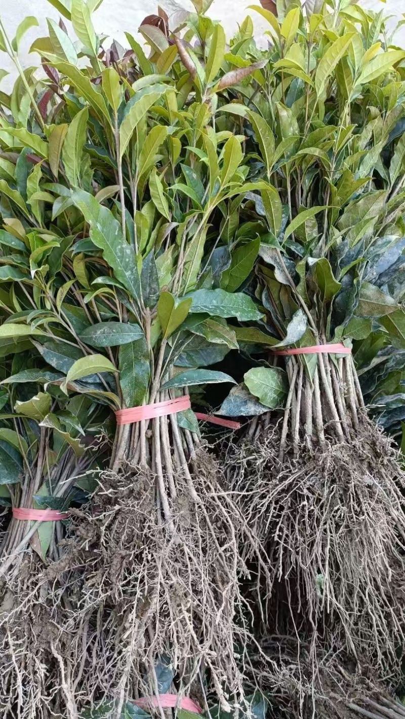 桂花苗量大质优价格优惠一手货源欢迎各大老板采购咨询