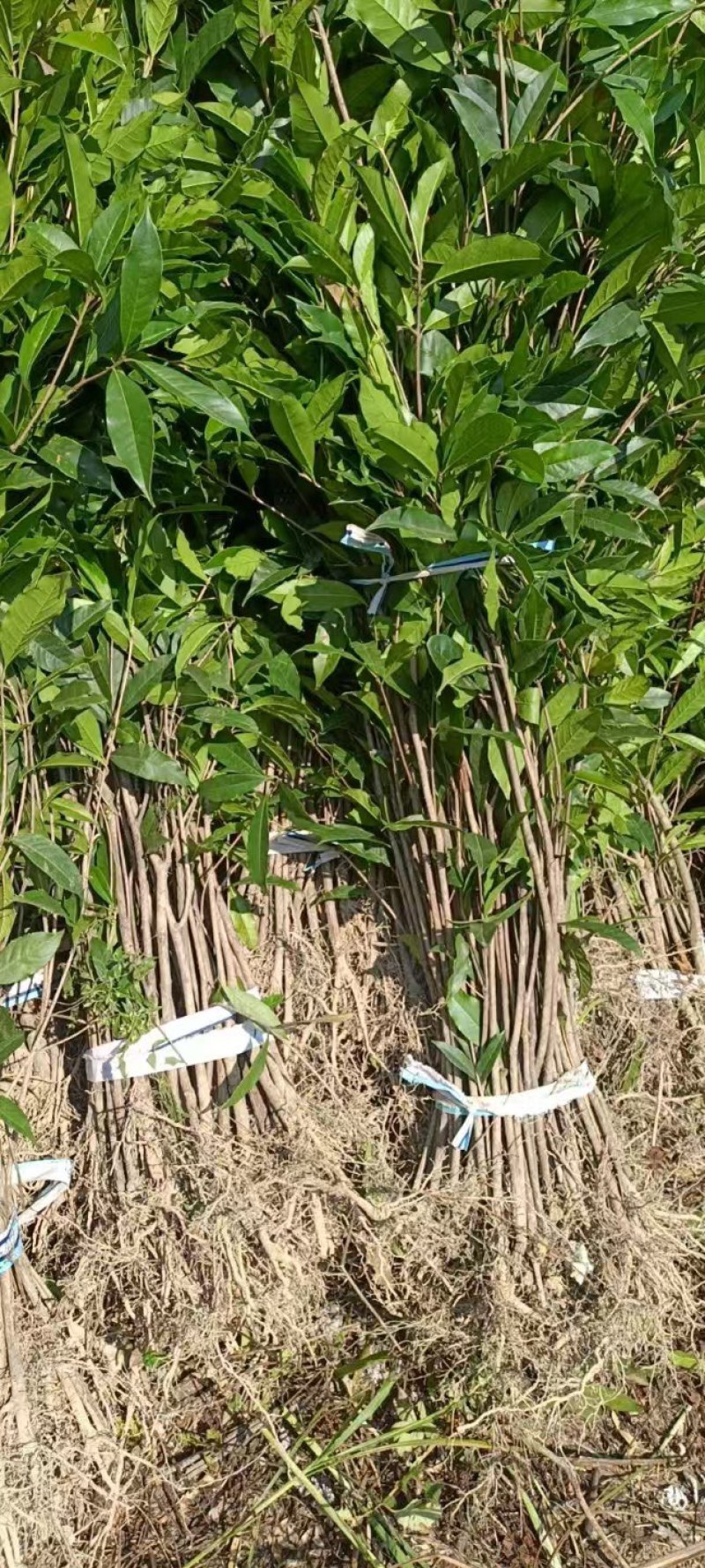 桂花苗量大质优价格优惠一手货源欢迎各大老板采购咨询