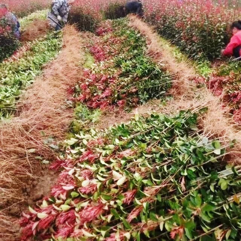 红叶石楠苗红叶石楠树苗绿篱绿化工程量大质优价格优惠采购