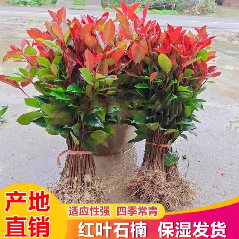 红叶石楠苗红叶石楠树苗绿篱绿化工程量大质优价格优惠采购