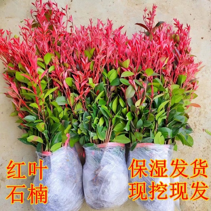 红叶石楠苗红叶石楠树苗绿篱绿化工程量大质优价格优惠采购