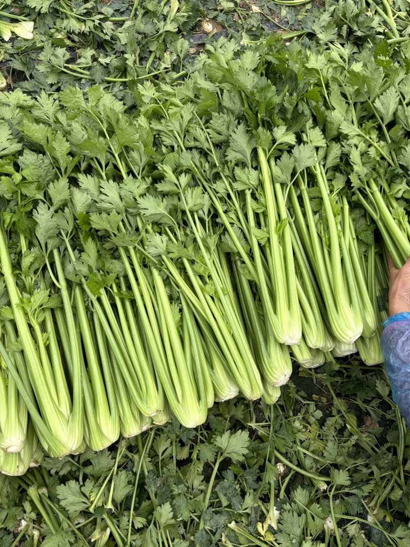 河南周口芹菜大量上市中，市场，超市，电商等等，需要的联系